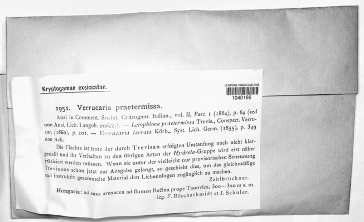Verrucaria praetermissa image
